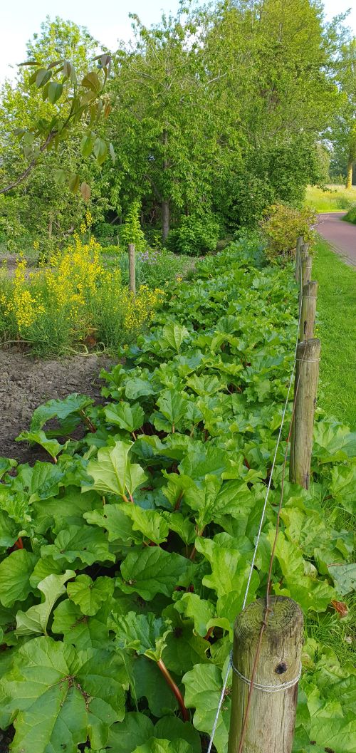 Rabarber Veere, Kanaalweg